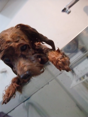 20091025モ トイプードル トリミング シャンプー フントヒュッテ hundehutte 文京区 駒込 1