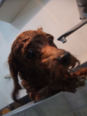 20091025モ トイプードル トリミング シャンプー フントヒュッテ hundehutte 文京区 駒込 2
