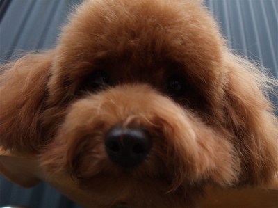 20091025モ トイプードル トリミング シャンプー フントヒュッテ hundehutte 文京区 駒込 3