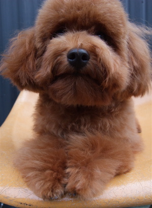 20091025モ トイプードル トリミング シャンプー フントヒュッテ hundehutte 文京区 駒込 4