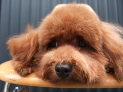 20091025モ トイプードル トリミング シャンプー フントヒュッテ hundehutte 文京区 駒込 6