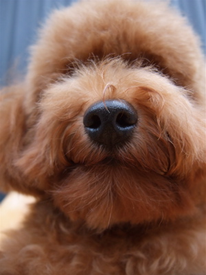 20091025モ トイプードル トリミング シャンプー フントヒュッテ hundehutte 文京区 駒込 9