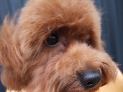 20091025モ トイプードル トリミング シャンプー フントヒュッテ hundehutte 文京区 駒込 10