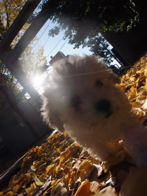¥È¥¤¡¦¥×¡¼¥É¥ë¡¡¥Õ¥ó¥È¥Ò¥å¥Ã¥Æ¡¡hundehutte¡¡¥À¥Ã¥¯¥¹¥Õ¥ó¥É¡¡¤ª¤µ¤ó¤Ý¡¡Å·ÁÄ¿À¼Ò¡¡1
