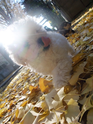 ¥È¥¤¡¦¥×¡¼¥É¥ë¡¡¥Õ¥ó¥È¥Ò¥å¥Ã¥Æ¡¡hundehutte¡¡¥À¥Ã¥¯¥¹¥Õ¥ó¥É¡¡¤ª¤µ¤ó¤Ý¡¡Å·ÁÄ¿À¼Ò¡¡2