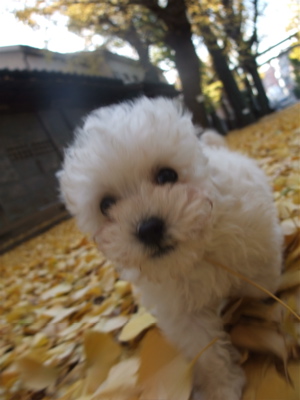 ¥×¡¼¥É¥ë¡¡¥Õ¥ó¥È¥Ò¥å¥Ã¥Æ¡¡hundehutte¡¡¥À¥Ã¥¯¥¹¥Õ¥ó¥É¡¡¥«¥Ë¥Ø¥ó¡¡¥«¥Ë¥ó¥Ø¥ó¡¡¥Ö¥é¥Ã¥¯¡õ¥¯¥ê¡¼¥à¡¡¤ª¤µ¤ó¤Ý¡¡6