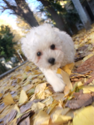 ¥×¡¼¥É¥ë¡¡¥Õ¥ó¥È¥Ò¥å¥Ã¥Æ¡¡hundehutte¡¡¥À¥Ã¥¯¥¹¥Õ¥ó¥É¡¡¥«¥Ë¥Ø¥ó¡¡¥«¥Ë¥ó¥Ø¥ó¡¡¥Ö¥é¥Ã¥¯¡õ¥¯¥ê¡¼¥à¡¡¤ª¤µ¤ó¤Ý¡¡13