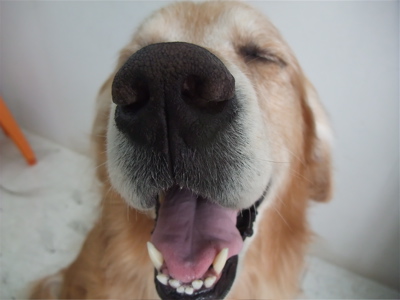 ¥´¡¼¥ë¥Ç¥ó¡¦¥ì¥È¥ê¡¼¥Ð¡¼¡¡¥È¥ê¥ß¥ó¥°¡¡¥·¥ã¥ó¥×¡¼¡¡hundehutte¡¡¥Õ¥ó¥È¥Ò¥å¥Ã¥Æ¡¡Ê¸µþ¶è¡¡Ëܶð¹þ¡¡2