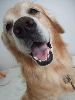 ¥´¡¼¥ë¥Ç¥ó¡¦¥ì¥È¥ê¡¼¥Ð¡¼¡¡¥È¥ê¥ß¥ó¥°¡¡¥·¥ã¥ó¥×¡¼¡¡hundehutte¡¡¥Õ¥ó¥È¥Ò¥å¥Ã¥Æ¡¡Ê¸µþ¶è¡¡Ëܶð¹þ¡¡3