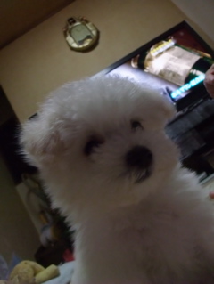 ビションフリーゼ こいぬ 仔犬 子犬 フントヒュッテ hundehutte 大晦日 紅白歌合戦 NHK 1
