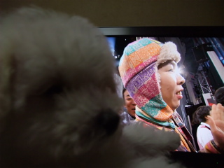 ビションフリーゼ こいぬ 仔犬 子犬 フントヒュッテ hundehutte 大晦日 紅白歌合戦 NHK 2