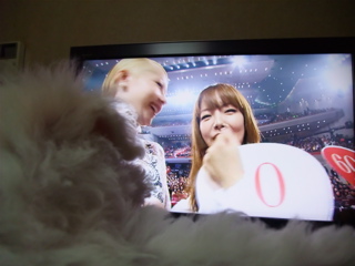 ビションフリーゼ こいぬ 仔犬 子犬 フントヒュッテ hundehutte 大晦日 紅白歌合戦 NHK 4