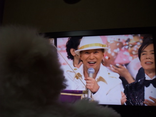 ビションフリーゼ こいぬ 仔犬 子犬 フントヒュッテ hundehutte 大晦日 紅白歌合戦 NHK 5
