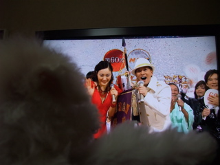 ビションフリーゼ こいぬ 仔犬 子犬 フントヒュッテ hundehutte 大晦日 紅白歌合戦 NHK 6