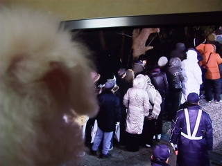 ビションフリーゼ こいぬ 仔犬 子犬 フントヒュッテ hundehutte 大晦日 紅白歌合戦 NHK 7