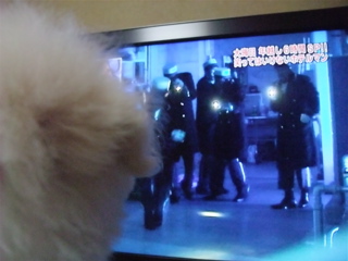 ビションフリーゼ こいぬ 仔犬 子犬 フントヒュッテ hundehutte 大晦日 紅白歌合戦 NHK 8