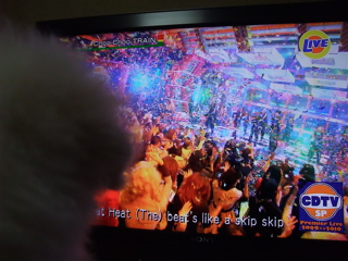 ビションフリーゼ こいぬ 仔犬 子犬 フントヒュッテ hundehutte 大晦日 紅白歌合戦 NHK 9