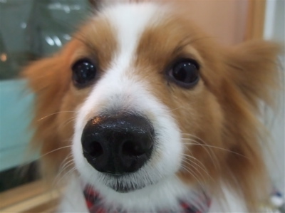 パピヨン トリミング シャンプー フントヒュッテ hundehutte 東京都 文京区 1