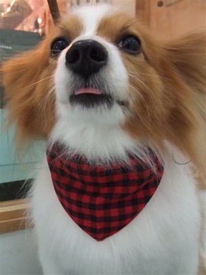 パピヨン トリミング シャンプー フントヒュッテ hundehutte 東京都 文京区 2