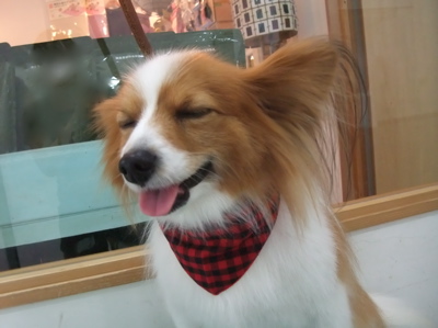 パピヨン トリミング シャンプー フントヒュッテ hundehutte 東京都 文京区 3