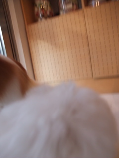 パピヨン トリミング シャンプー フントヒュッテ hundehutte 東京都 文京区 5