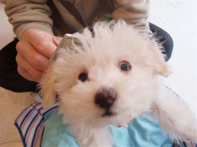 ビションフリーゼ こいぬ 仔犬 子犬 フントヒュッテ hundehutte ブラッシング スリッカーブラシ 4