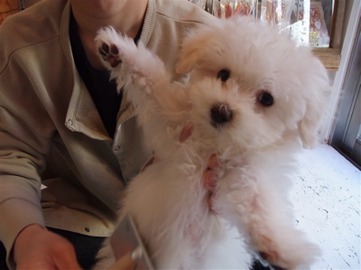 ビションフリーゼ こいぬ 仔犬 子犬 フントヒュッテ hundehutte ブラッシング スリッカーブラシ 5