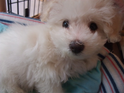 ビションフリーゼ こいぬ 仔犬 子犬 フントヒュッテ hundehutte ブラッシング スリッカーブラシ 8