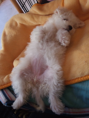 ¥Ó¥·¥ç¥ó¥Õ¥ê¡¼¥¼¡¡¥Õ¥ó¥È¥Ò¥å¥Ã¥Æ¡¡hundehutte¡¡¤³¤¤¤Ì¡¡»Æ¸¤¡¡»Ò¸¤¡¡¤ª¤Ê¤«¤Ê¤Ç¤Ê¤Ç¡¡2