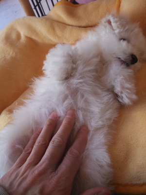 ¥Ó¥·¥ç¥ó¥Õ¥ê¡¼¥¼¡¡¥Õ¥ó¥È¥Ò¥å¥Ã¥Æ¡¡hundehutte¡¡¤³¤¤¤Ì¡¡»Æ¸¤¡¡»Ò¸¤¡¡¤ª¤Ê¤«¤Ê¤Ç¤Ê¤Ç¡¡3