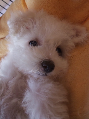 ¥Ó¥·¥ç¥ó¥Õ¥ê¡¼¥¼¡¡¥Õ¥ó¥È¥Ò¥å¥Ã¥Æ¡¡hundehutte¡¡¤³¤¤¤Ì¡¡»Æ¸¤¡¡»Ò¸¤¡¡¤ª¤Ê¤«¤Ê¤Ç¤Ê¤Ç¡¡4