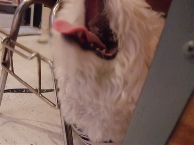 ビションフリーゼ こいぬ 子犬 仔犬 フントヒュッテ hundehutte 東京都 文京区 1