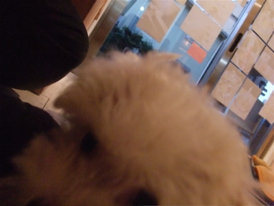 ビションフリーゼ こいぬ 子犬 仔犬 フントヒュッテ hundehutte 東京都 文京区 2