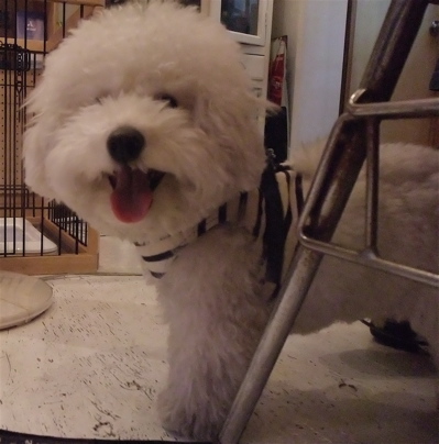 ビションフリーゼ こいぬ 子犬 仔犬 フントヒュッテ hundehutte 東京都 文京区 3
