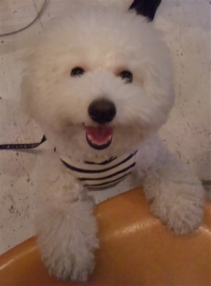 ビションフリーゼ こいぬ 子犬 仔犬 フントヒュッテ hundehutte 東京都 文京区 11
