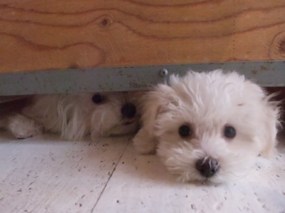 ¥Ó¥·¥ç¥ó¥Õ¥ê¡¼¥¼¡¡¥Õ¥ó¥È¥Ò¥å¥Ã¥Æ¡¡hundehutte¡¡¤³¤¤¤Ì¡¡»Æ¸¤¡¡»Ò¸¤¡¡ÅìµþÅÔ¡¡Ê¸µþ¶è¡¡1