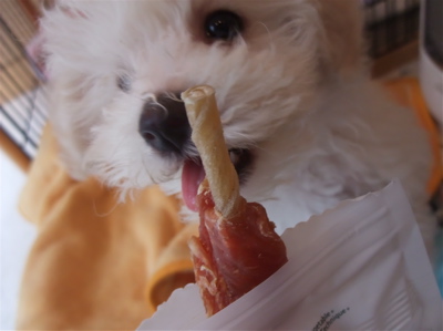 ビションフリーゼ こいぬ 仔犬 子犬 ささみ巻きガム P-ball hundehutte フントヒュッテ 東京都 文京区 3