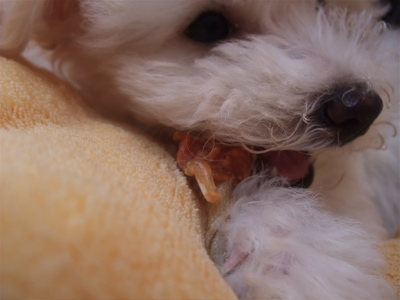 ビションフリーゼ こいぬ 仔犬 子犬 ささみ巻きガム P-ball hundehutte フントヒュッテ 東京都 文京区 5