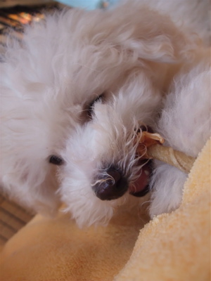 ビションフリーゼ こいぬ 仔犬 子犬 ささみ巻きガム P-ball hundehutte フントヒュッテ 東京都 文京区 7