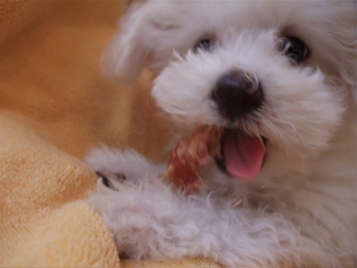ビションフリーゼ こいぬ 仔犬 子犬 ささみ巻きガム P-ball hundehutte フントヒュッテ 東京都 文京区 8