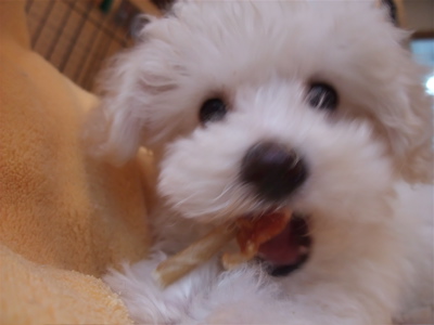 ビションフリーゼ こいぬ 仔犬 子犬 ささみ巻きガム P-ball hundehutte フントヒュッテ 東京都 文京区 9