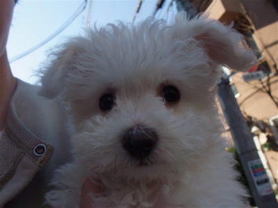 ビションフリーゼ フントヒュッテ hundehutte こいぬ 仔犬 子犬 イカスミスパゲティー 土 おさんぽ 東京都 文京区 2