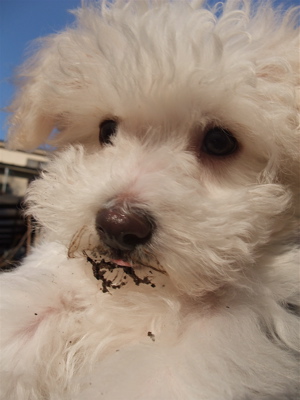ビションフリーゼ フントヒュッテ hundehutte こいぬ 仔犬 子犬 イカスミスパゲティー 土 おさんぽ 東京都 文京区 3