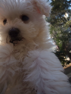 ビションフリーゼ フントヒュッテ hundehutte こいぬ 仔犬 子犬 イカスミスパゲティー 土 おさんぽ 東京都 文京区 5