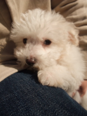 ビションフリーゼ フントヒュッテ hundehutte こいぬ 仔犬 子犬 イカスミスパゲティー 土 おさんぽ 東京都 文京区 6