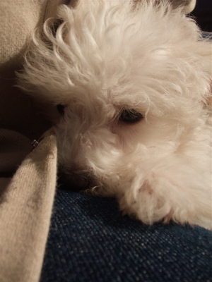 ビションフリーゼ フントヒュッテ hundehutte こいぬ 仔犬 子犬 イカスミスパゲティー 土 おさんぽ 東京都 文京区 7