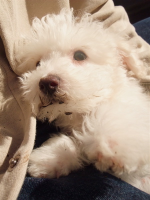 ビションフリーゼ フントヒュッテ hundehutte こいぬ 仔犬 子犬 イカスミスパゲティー 土 おさんぽ 東京都 文京区 8