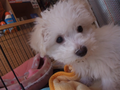 ビションフリーゼ フントヒュッテ hundehutte スリッカーブラシ ブラッシング コーミング コーム 日頃のケア こいぬ 仔犬 子犬 1