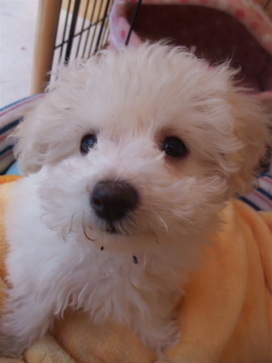 ビションフリーゼ フントヒュッテ hundehutte スリッカーブラシ ブラッシング コーミング コーム 日頃のケア こいぬ 仔犬 子犬 3