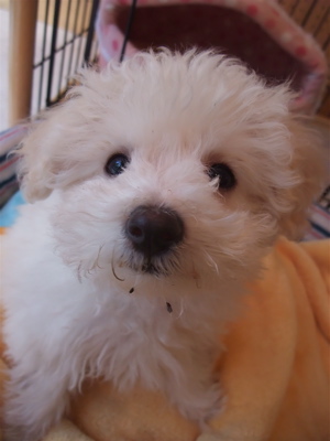 ビションフリーゼ フントヒュッテ hundehutte スリッカーブラシ ブラッシング コーミング コーム 日頃のケア こいぬ 仔犬 子犬 4